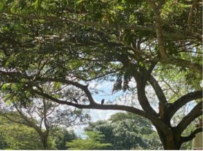 Image of a tree in the Provincial Parliament